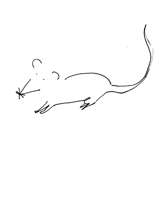 All mouse sketches, animated